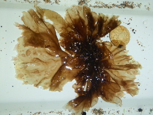  ( - GWS044557)  @11 [ ] Unspecified (default): All Rights Reserved  Unspecified Unspecified