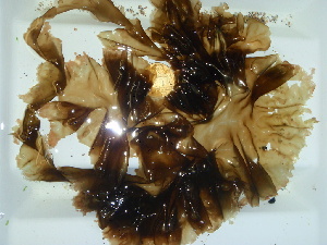  ( - GWS044558)  @11 [ ] Unspecified (default): All Rights Reserved  Unspecified Unspecified