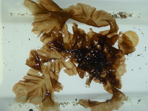  ( - GWS044561)  @11 [ ] Unspecified (default): All Rights Reserved  Unspecified Unspecified