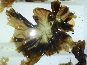  ( - GWS044564)  @11 [ ] Unspecified (default): All Rights Reserved  Unspecified Unspecified