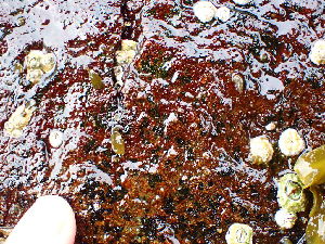  ( - GWS045827)  @11 [ ] Unspecified (default): All Rights Reserved  Unspecified Unspecified