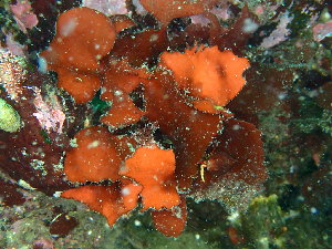  ( - GWS046913)  @11 [ ] Unspecified (default): All Rights Reserved  Unspecified Unspecified