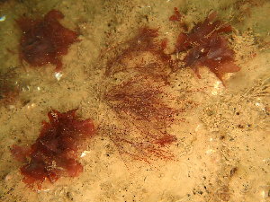  ( - GWS048733)  @11 [ ] Unspecified (default): All Rights Reserved  Unspecified Unspecified