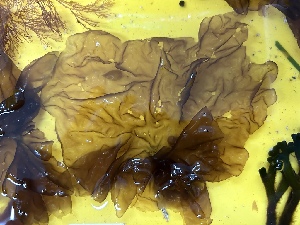  ( - GWS050031)  @11 [ ] Unspecified (default): All Rights Reserved  Unspecified Unspecified