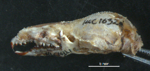  (Sorex sp - HLC-16321)  @12 [ ] CreativeCommons - Attribution (2011) Centre for Biodiversity Genomics Centre for Biodiversity Genomics