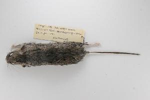 (Peromyscus maniculatus - ROM 118687)  @13 [ ] Copyright (2010) Unspecified Unspecified