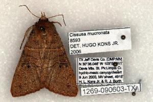  (Cissusa mucronata - 1269-090603-TX)  @14 [ ] Copyright (2008) Robert J. Borth Research Collection of Robert J. Borth
