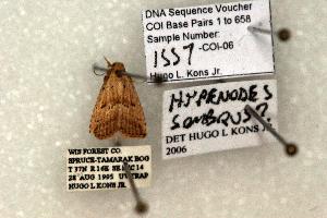  (Hypenodes sp. nov - 1557-CO1-06)  @13 [ ] Copyright (2008) Robert J. Borth Research Collection of Robert J. Borth