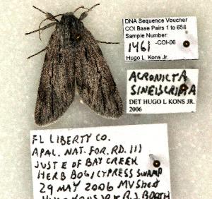  (Acronicta sinescripta - 1461-CO1-06)  @12 [ ] Copyright (2008) Robert J. Borth Research Collection of Robert J. Borth