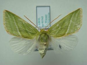  ( - KLM Lep 01543)  @13 [ ] CreativeCommons - Attribution Non-Commercial Share-Alike (2014) Christian Wieser Landesmuseum K&auml;rnten