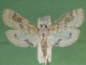  ( - KLM Lep 03328)  @12 [ ] CreativeCommons - Attribution Non-Commercial Share-Alike (2015) Christian Wieser Landesmuseum Kärnten