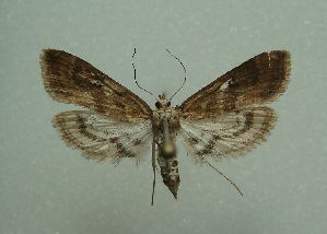  ( - KLM Lep 03388)  @12 [ ] CreativeCommons - Attribution Non-Commercial Share-Alike (2015) Christian Wieser Landesmuseum Kärnten