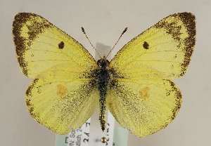  (Colias alfacariensis - TLMF Lep 21557)  @14 [ ] CreativeCommons - Attribution Non-Commercial Share-Alike (2016) Peter Huemer Tiroler Landesmuseum