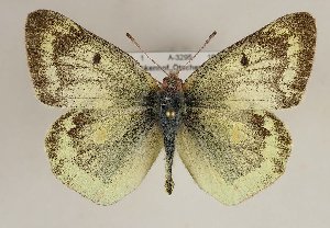  (Colias phicomone - TLMF Lep 21653)  @14 [ ] CreativeCommons - Attribution Non-Commercial Share-Alike (2017) Peter Huemer Tiroler Landesmuseum