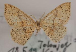  ( - TLMF Lep 28552)  @11 [ ] CreativeCommons - Attribution Non-Commercial Share-Alike (2020) Peter Huemer Tiroler Landesmuseum