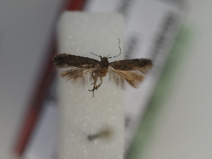  (Iwaruna bigutelloides - TLMF_Lep_46014)  @11 [ ] CreativeCommons - Attribution Non-Commercial Share-Alike (2025) Peter Huemer Tiroler Landesmuseum