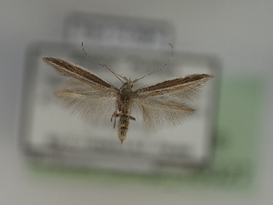  ( - TLMF_Lep_46027)  @11 [ ] CreativeCommons - Attribution Non-Commercial Share-Alike (2025) Peter Huemer Tiroler Landesmuseum