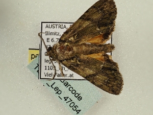  ( - TLMF_Lep_47054)  @11 [ ] CreativeCommons - Attribution Non-Commercial Share-Alike (2026) Val&eacute;rian Gou&euml;set Tiroler Landesmuseum