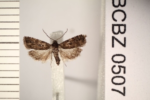  ( - TLMF_Lep_47276)  @11 [ ] CreativeCommons - Attribution Non-Commercial Share-Alike (2026) Val&eacute;rian Gou&euml;set Tiroler Landesmuseum