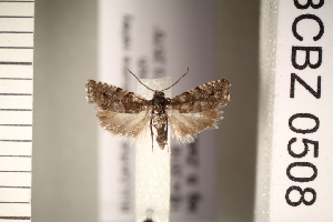  ( - TLMF_Lep_47277)  @11 [ ] CreativeCommons - Attribution Non-Commercial Share-Alike (2026) Val&eacute;rian Gou&euml;set Tiroler Landesmuseum