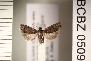  ( - TLMF_Lep_47278)  @11 [ ] CreativeCommons - Attribution Non-Commercial Share-Alike (2026) Val&eacute;rian Gou&euml;set Tiroler Landesmuseum