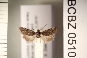  ( - TLMF_Lep_47279)  @11 [ ] CreativeCommons - Attribution Non-Commercial Share-Alike (2026) Val&eacute;rian Gou&euml;set Tiroler Landesmuseum