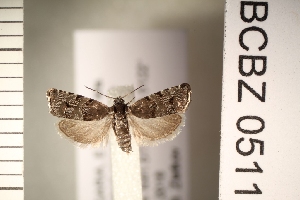  ( - TLMF_Lep_47280)  @11 [ ] CreativeCommons - Attribution Non-Commercial Share-Alike (2026) Val&eacute;rian Gou&euml;set Tiroler Landesmuseum