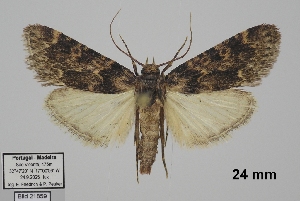  ( - TLMF_Lep_47882)  @11 [ ] CreativeCommons - Attribution Non-Commercial Share-Alike (2026) Egbert Friedrich Tiroler Landesmuseum