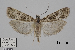  ( - TLMF_Lep_47898)  @11 [ ] CreativeCommons - Attribution Non-Commercial Share-Alike (2026) Egbert Friedrich Tiroler Landesmuseum