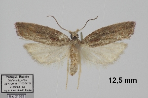  (Acroclita guanchana - TLMF_Lep_47916)  @11 [ ] CreativeCommons - Attribution Non-Commercial Share-Alike (2026) Egbert Friedrich Tiroler Landesmuseum