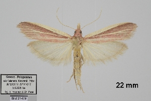  ( - TLMF_Lep_48035)  @11 [ ] CreativeCommons - Attribution Non-Commercial Share-Alike (2026) Egbert Friedrich Tiroler Landesmuseum