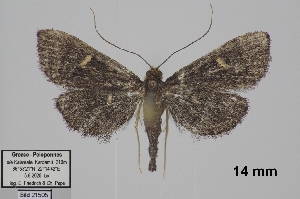  ( - TLMF_Lep_48045)  @11 [ ] CreativeCommons - Attribution Non-Commercial Share-Alike (2026) Egbert Friedrich Tiroler Landesmuseum