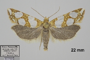  ( - TLMF_Lep_48046)  @11 [ ] CreativeCommons - Attribution Non-Commercial Share-Alike (2026) Egbert Friedrich Tiroler Landesmuseum