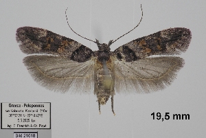  ( - TLMF_Lep_48094)  @11 [ ] CreativeCommons - Attribution Non-Commercial Share-Alike (2026) Egbert Friedrich Tiroler Landesmuseum