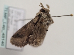  (Allophyes asiatica - TLMF_Lep_48146)  @11 [ ] CreativeCommons - Attribution Non-Commercial Share-Alike (2026) Peter Huemer Tiroler Landesmuseum