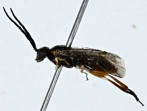  ( - BIOUG91351-G11)  @11 [ ] CreativeCommons - Attribution (2022) CBG Photography Group Centre for Biodiversity Genomics