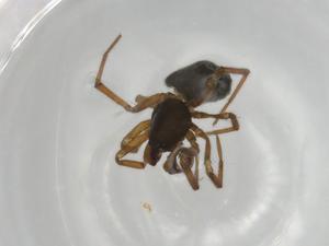  ( - BIOUG93893-A09)  @11 [ ] CreativeCommons - Attribution (2022) Centre for Biodiversity Genomics Centre for Biodiversity Genomics