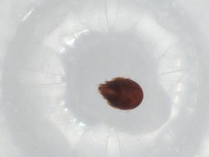  ( - BIOUG93899-D11)  @11 [ ] CreativeCommons - Attribution (2022) Centre for Biodiversity Genomics Centre for Biodiversity Genomics