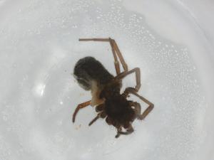  ( - BIOUG93910-C02)  @11 [ ] CreativeCommons - Attribution (2022) Centre for Biodiversity Genomics Centre for Biodiversity Genomics