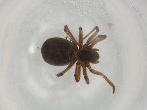  ( - BIOUG93910-C03)  @11 [ ] CreativeCommons - Attribution (2022) Centre for Biodiversity Genomics Centre for Biodiversity Genomics