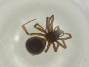  ( - BIOUG93910-C07)  @11 [ ] CreativeCommons - Attribution (2022) Centre for Biodiversity Genomics Centre for Biodiversity Genomics