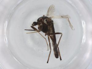  ( - BIOUG93917-D05)  @11 [ ] CreativeCommons - Attribution (2022) Centre for Biodiversity Genomics Centre for Biodiversity Genomics