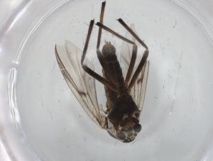  ( - BIOUG95372-E01)  @11 [ ] CreativeCommons - Attribution (2022) Centre for Biodiversity Genomics Centre for Biodiversity Genomics