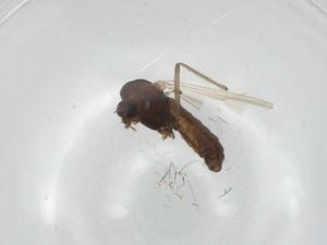  ( - BIOUG95382-B01)  @11 [ ] CreativeCommons - Attribution (2022) Centre for Biodiversity Genomics Centre for Biodiversity Genomics