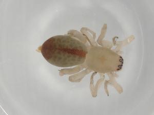  ( - BIOUG98393-H08)  @11 [ ] CreativeCommons - Attribution (2023) Centre for Biodiversity Genomics Centre for Biodiversity Genomics