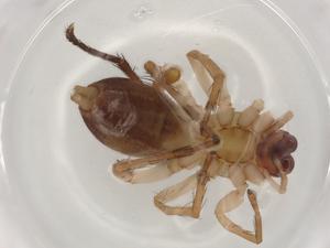  ( - BIOUG98396-C01)  @11 [ ] CreativeCommons - Attribution (2023) Centre for Biodiversity Genomics Centre for Biodiversity Genomics