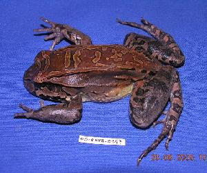  (Leptodactylus pentadactylus - 05-PARA-0247)  @15 [ ] CreativeCommons - Attribution Non-Commercial Share-Alike (2005) Daniel H. Janzen Guanacaste Dry Forest Conservation Fund