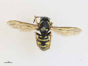  ( - CBG-A21632-C02)  @11 [ ] CreativeCommons - Attribution Share - Alike (2024) CBG Photography Group Centre for Biodiversity Genomics