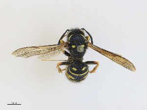  ( - CBG-A21632-C03)  @11 [ ] CreativeCommons - Attribution Share - Alike (2024) CBG Photography Group Centre for Biodiversity Genomics