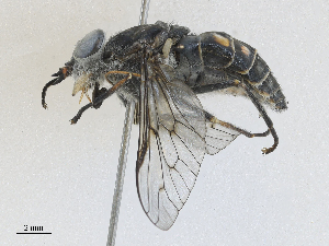  ( - CBG-A21632-D07)  @11 [ ] CreativeCommons - Attribution Share - Alike (2024) CBG Photography Group Centre for Biodiversity Genomics